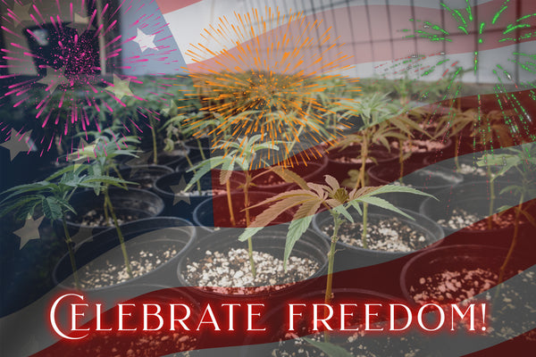 From Founding Fathers to Flower Power: Cultivating Cannabis Freedom in America