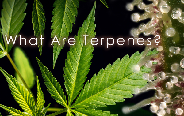 The Power of Terpenes: Beyond the Basics of Cannabis Cultivation